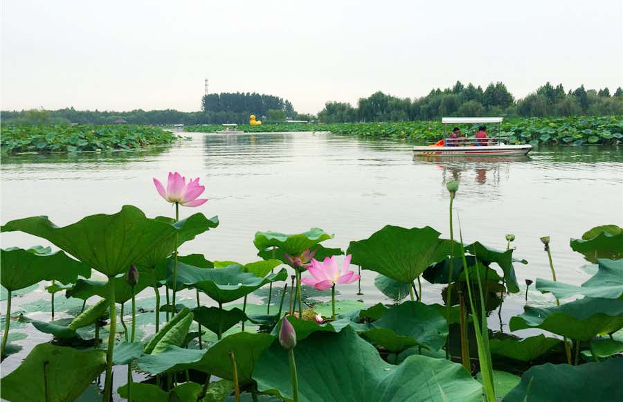 A scenic view of Baiyangdian Lake