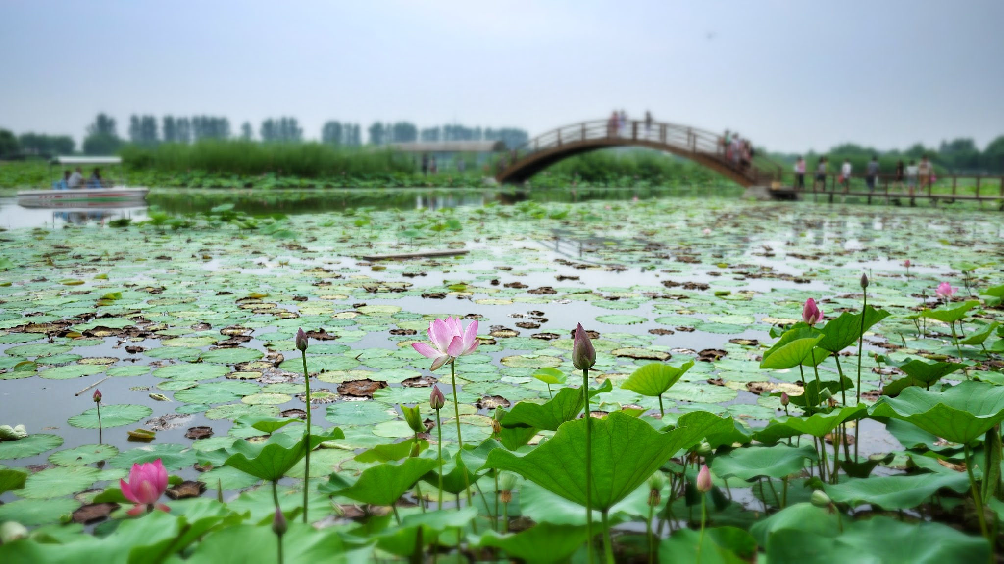 A scenic view of Baiyangdian Lake