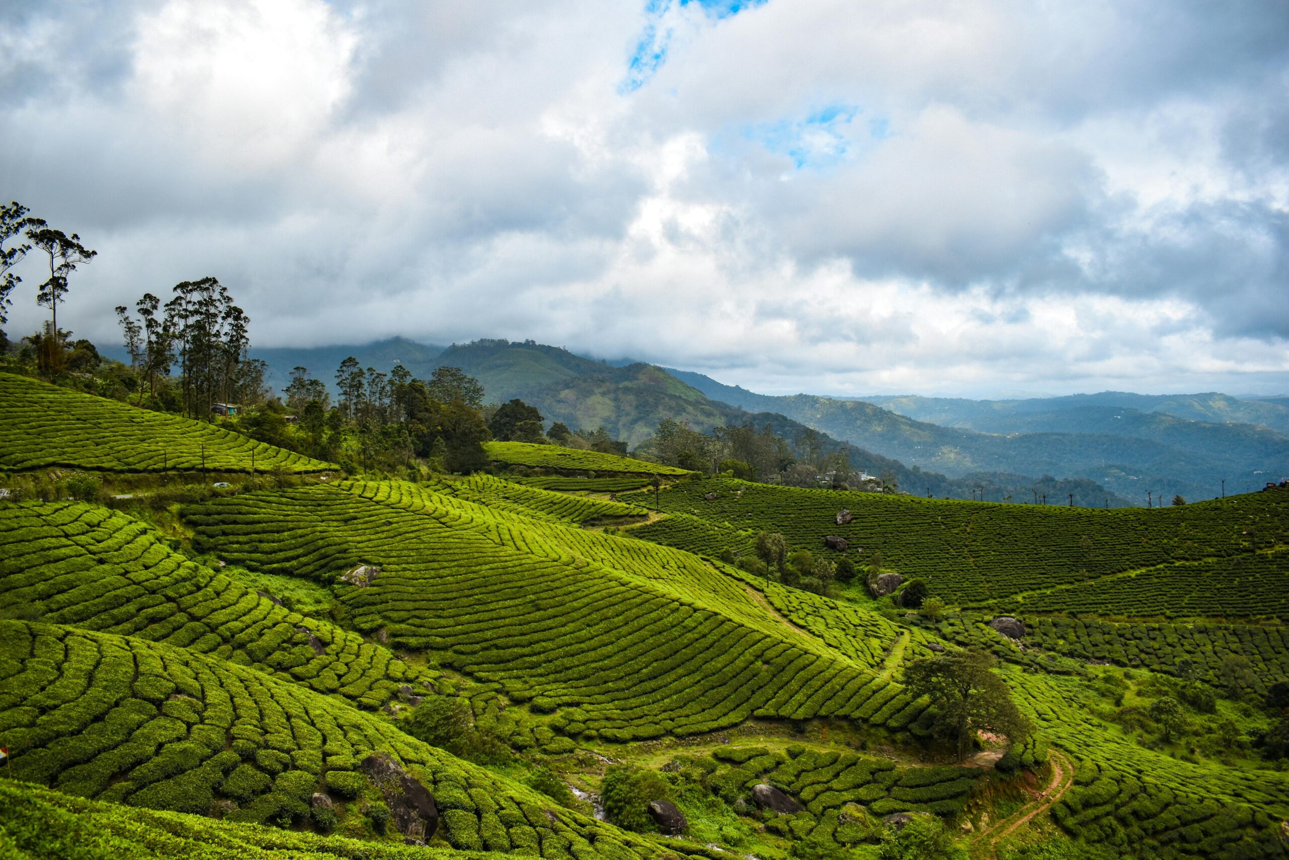 A scenic view of Biancheng Tea Plantation