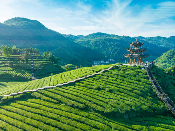 A scenic view of Biancheng Tea Plantation
