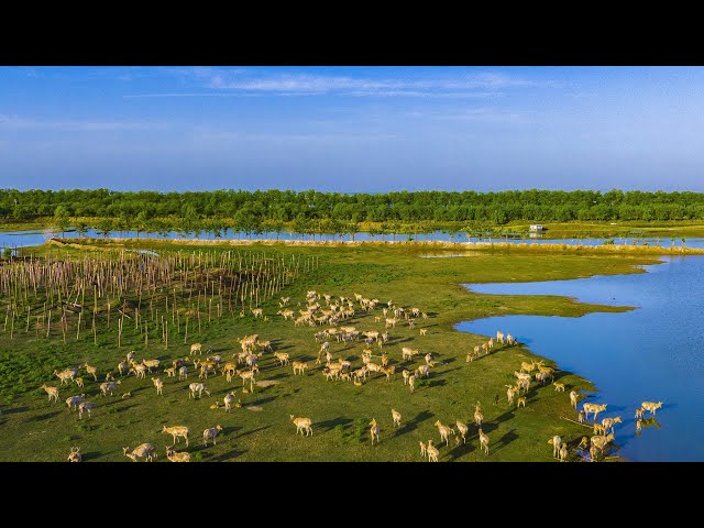 A Journey Through Dafeng Milu Nature Reserve: Encounter Rare Wildlife and Breathtaking Scenery