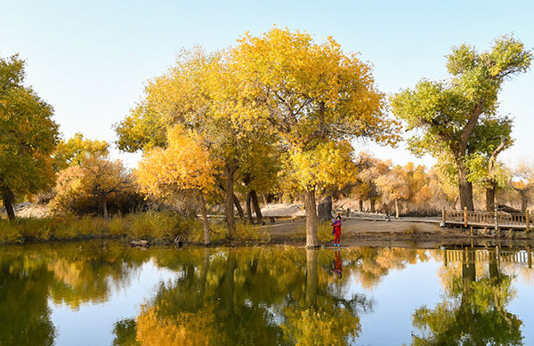A scenic view of ejin_populus_euphratica_forest_tourism_area