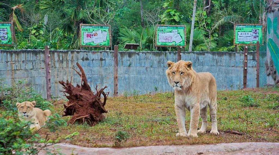 A scenic view of haikou_tropical_wildlife_park_and_botanical_garden