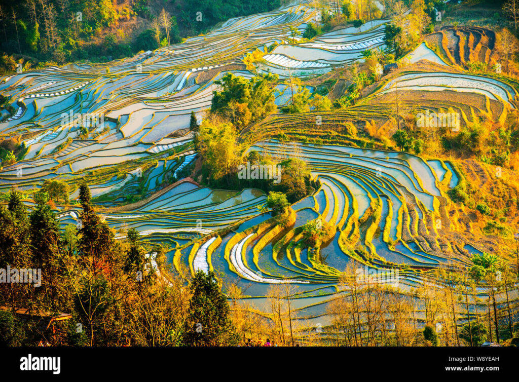 Unveiling the Secrets of Honghe Hani Terraced Fields