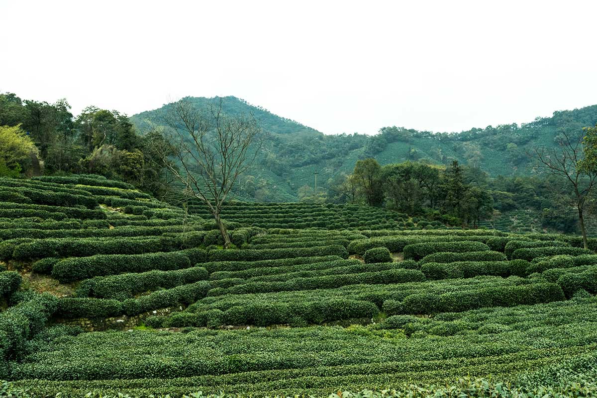 A scenic view of longjing tea plantation