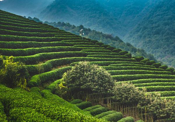 A scenic view of longjing tea plantation