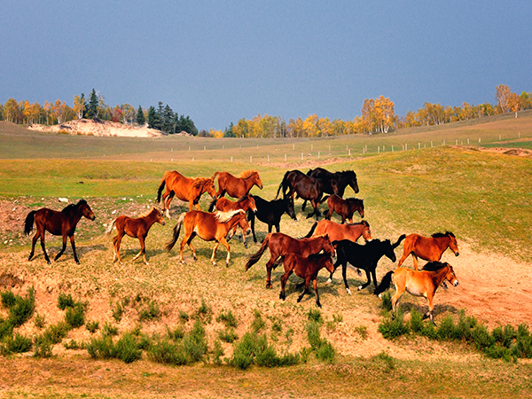 A scenic view of Mulan Paddock