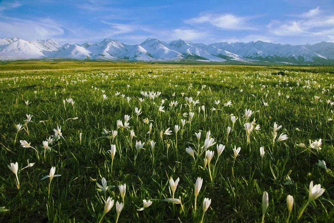 A scenic view of nalati grassland