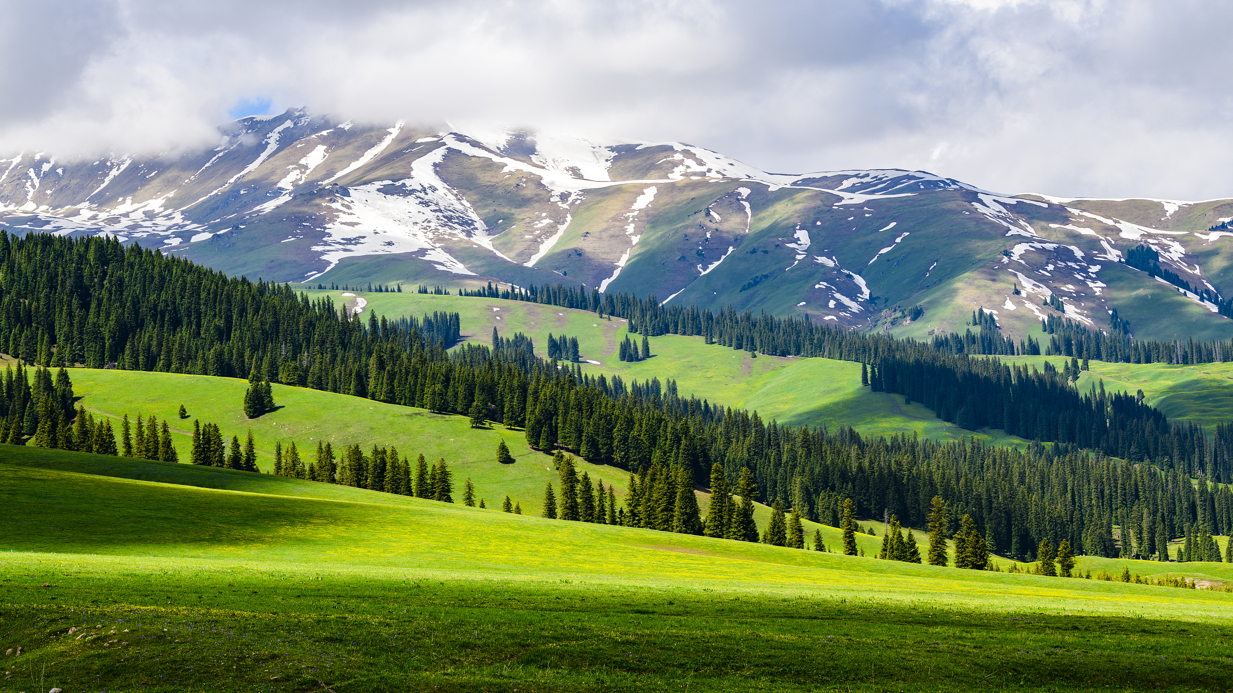 A scenic view of nalati grassland