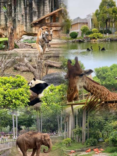 Nanning Zoo: An Unforgettable Encounter with Exotic Wildlife