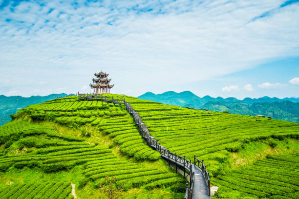 A scenic view of pagoda at haiqing temple
