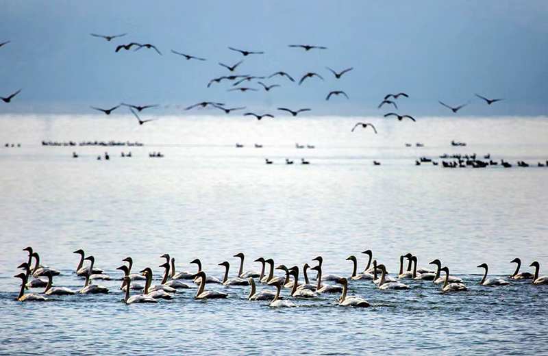 A scenic view of Poyang Lake Migratory Bird Sanctuary