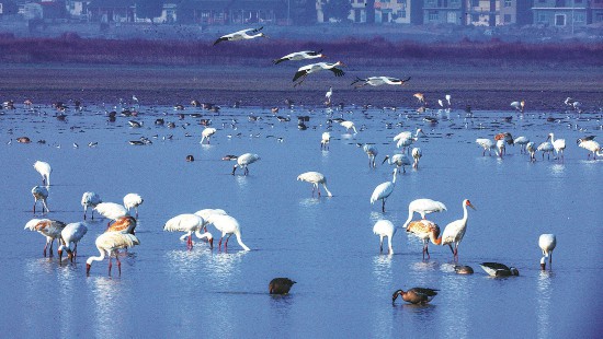 A scenic view of Poyang Lake Migratory Bird Sanctuary