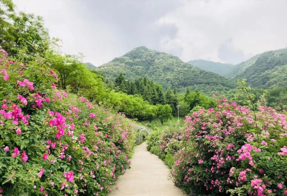 A scenic view of qinling_national_botanical_garden_scenic_area