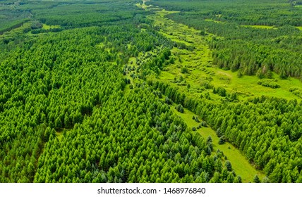 A scenic view of Saihanba National Forest Park