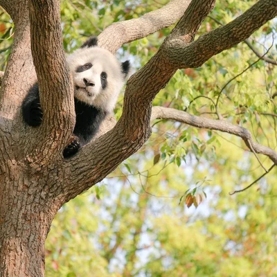 A scenic view of shanghai_wild_animal_park