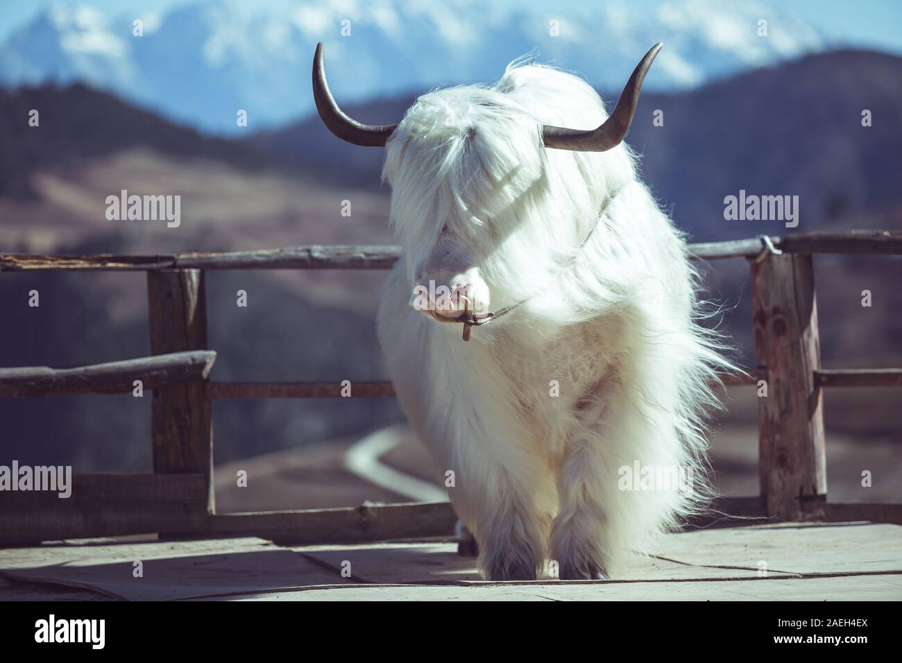 A scenic view of tianzhu white yak scenic area