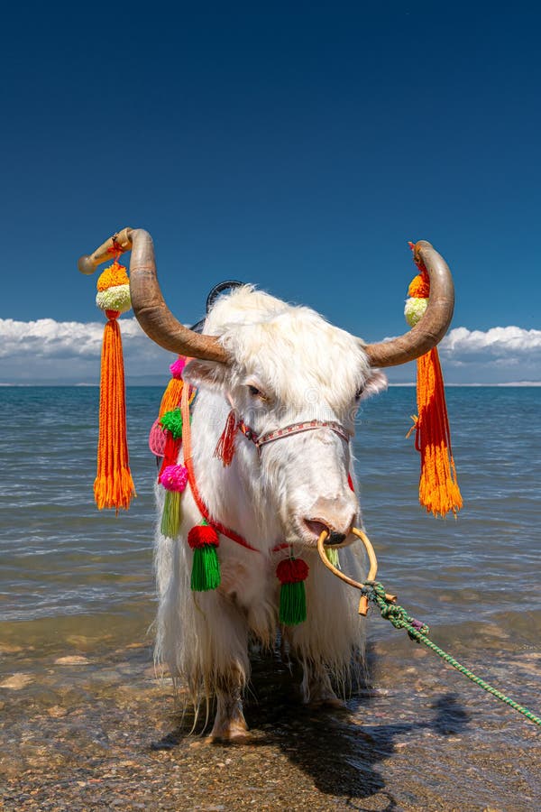 A scenic view of tianzhu white yak scenic area