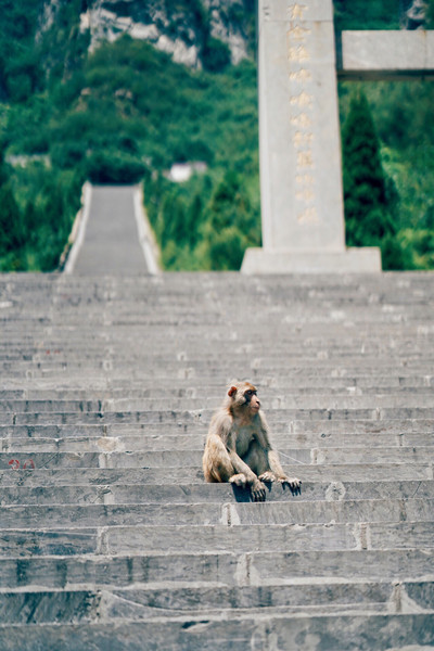 A scenic view of Wulongkou Macaque Reserve
