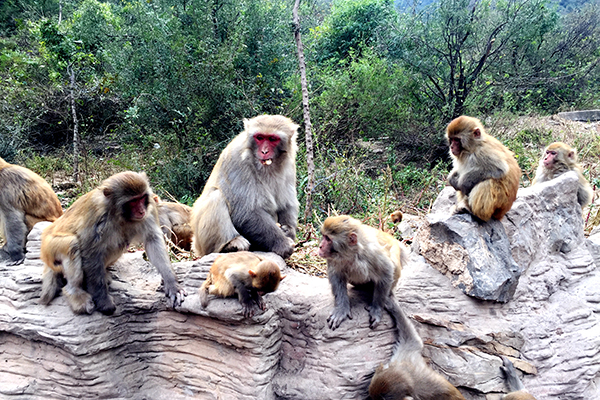 A scenic view of Wulongkou Macaque Reserve