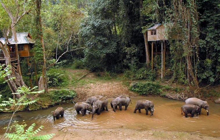 Xishuangbanna Wild Elephant Valley: Where Nature and Culture Unite