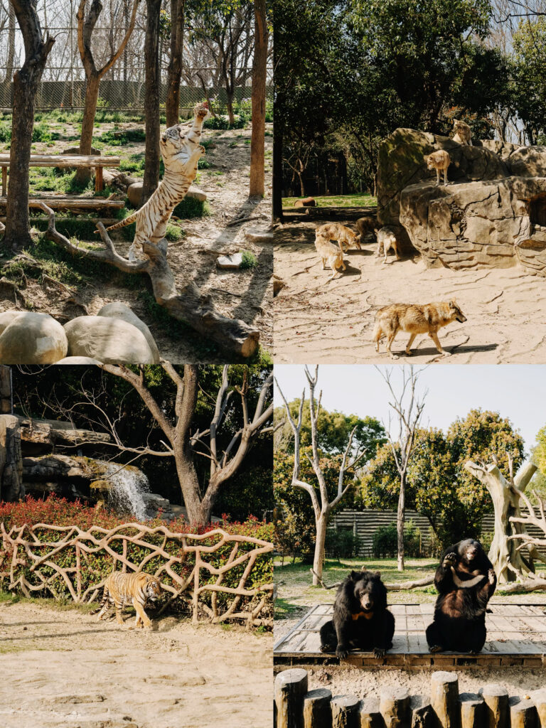 Is Yancheng Wildlife Park the Ultimate Destination for Animal Lovers?