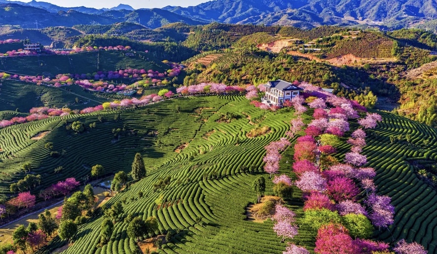 Unforgettable Adventures in Yongfu Cherry Blossom Valley: Nature Awaits