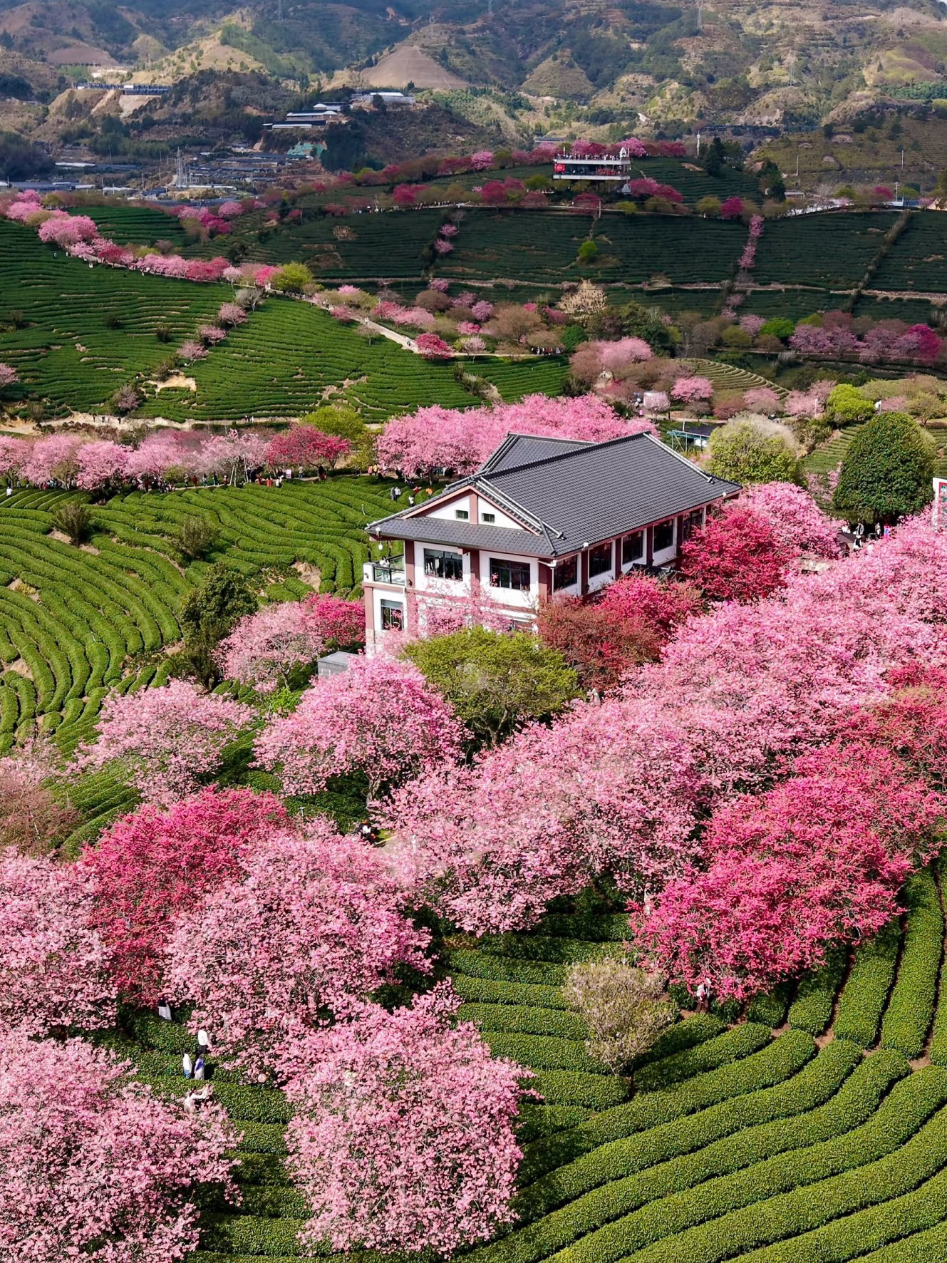 A scenic view of yongfu cherry blossom valley
