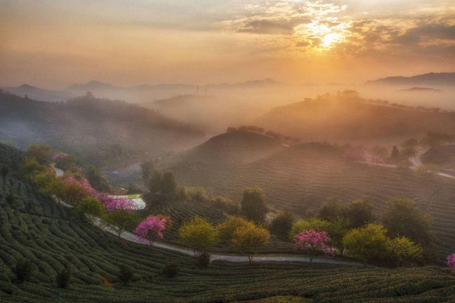 A scenic view of yongfu cherry blossom valley